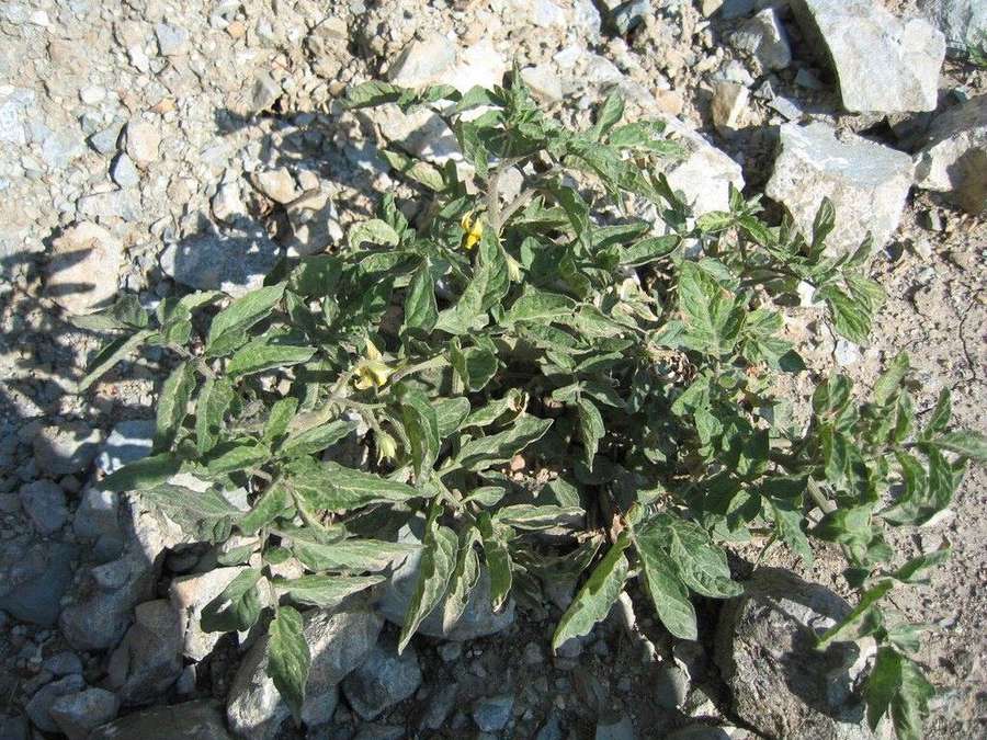 Tomato in flower