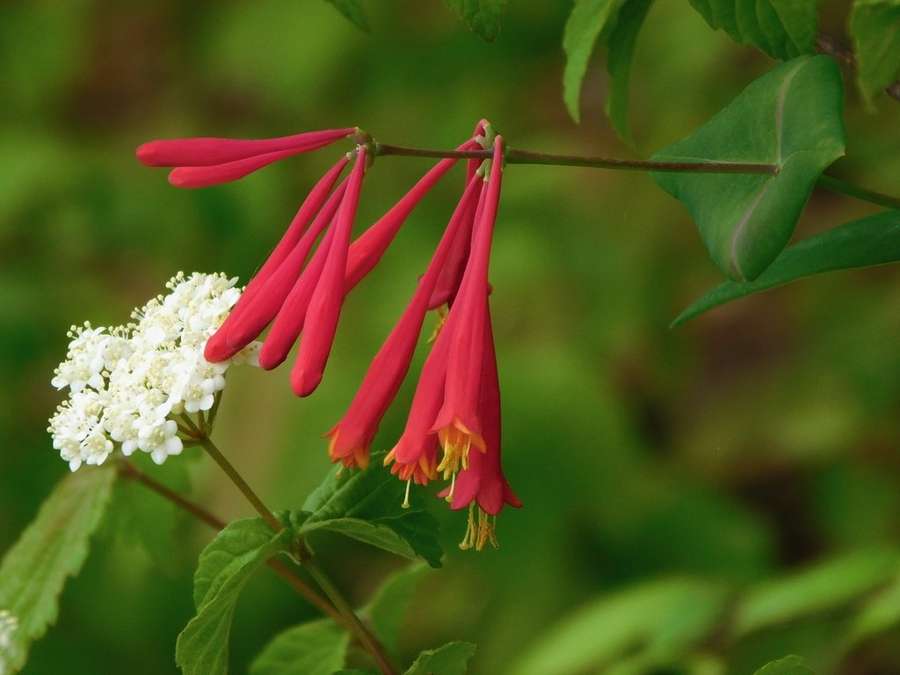 Trumpet Honeysuckle in flower