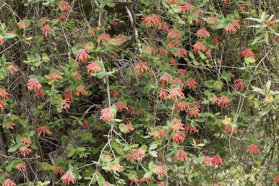 Trumpet Honeysuckle (Lonicera sempervirens)