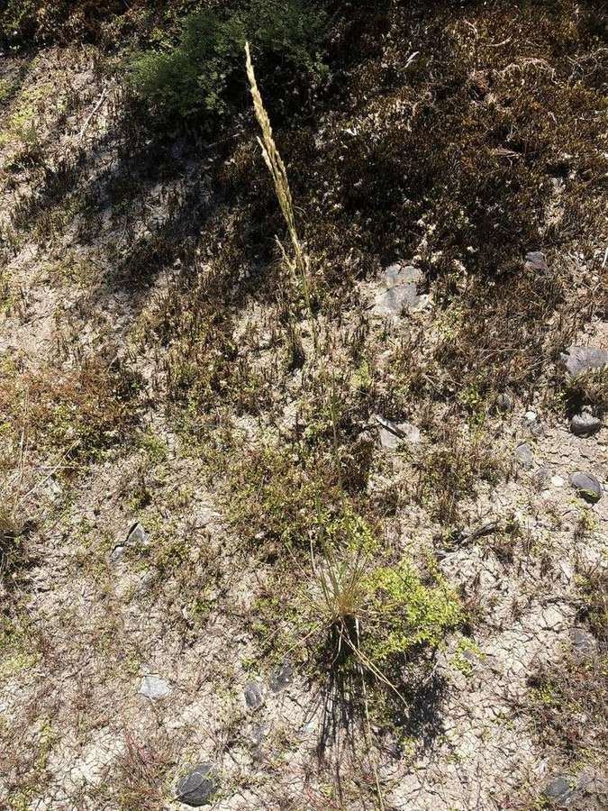 Tufted Hair Grass in flower