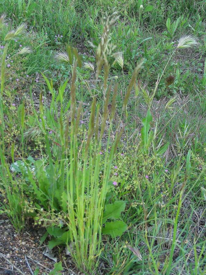 Tufted Hair Grass (Deschampsia cespitosa)