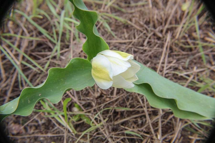 Tulip in flower