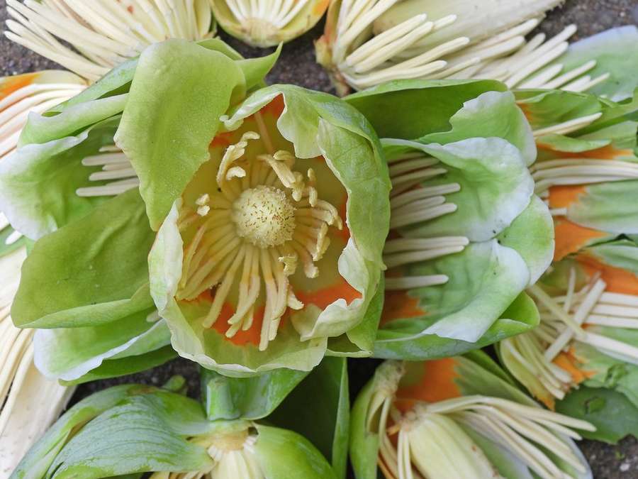 Tulip Tree (Liriodendron tulipifera)