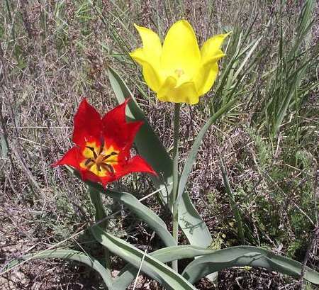 Tulip (Tulipa gesneriana)