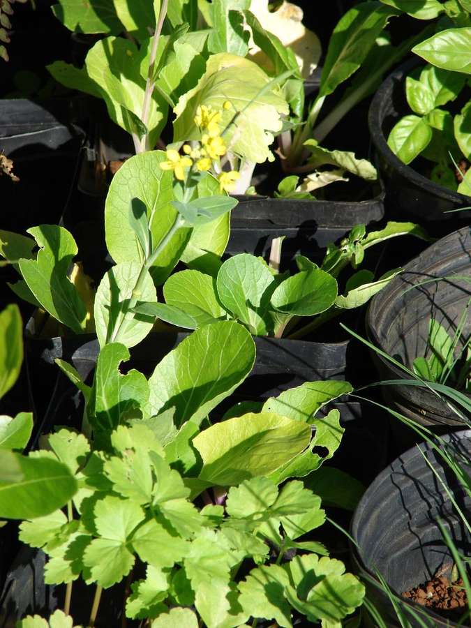 Turnip (Brassica rapa)