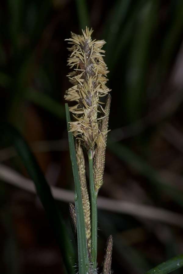 Tussock Sedge in flower