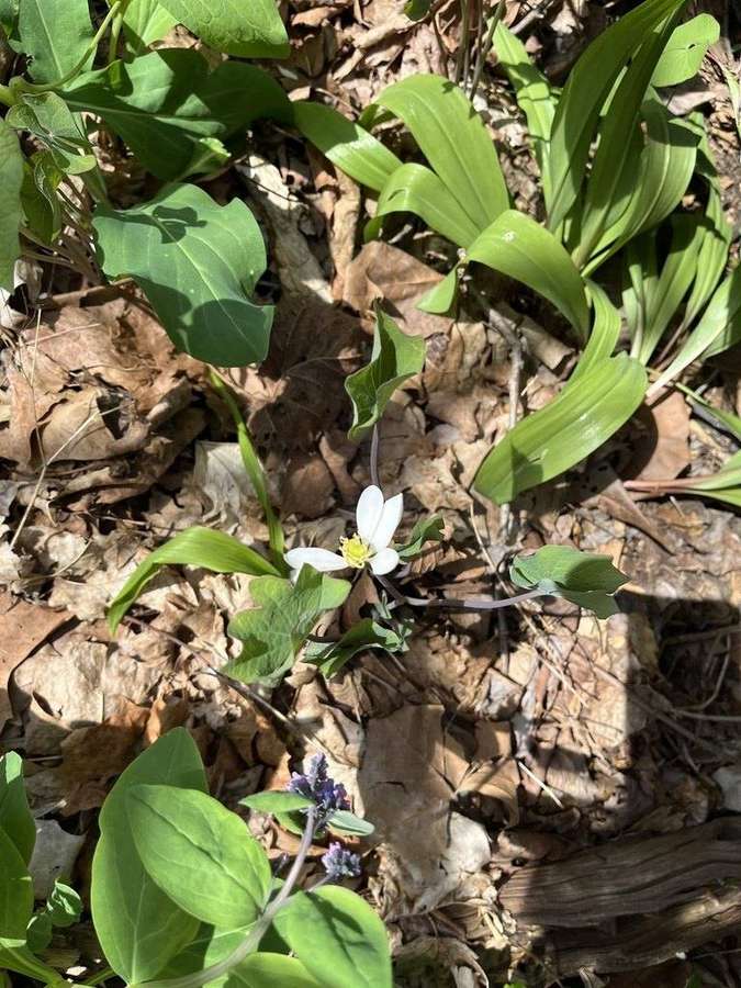 Twinleaf in flower