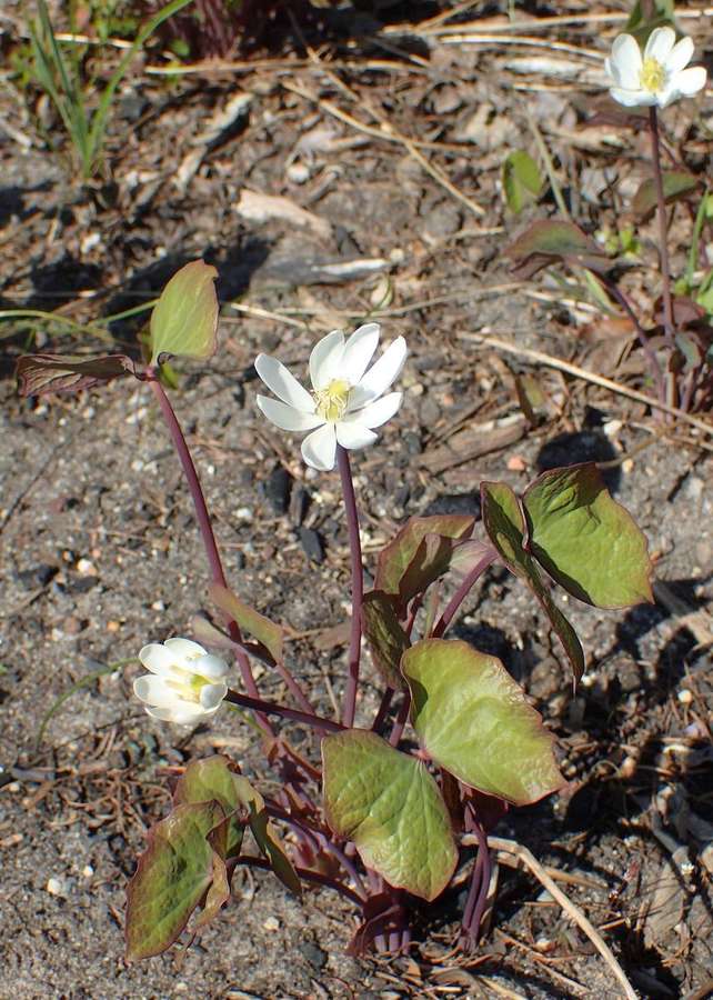 Twinleaf (Jeffersonia diphylla)