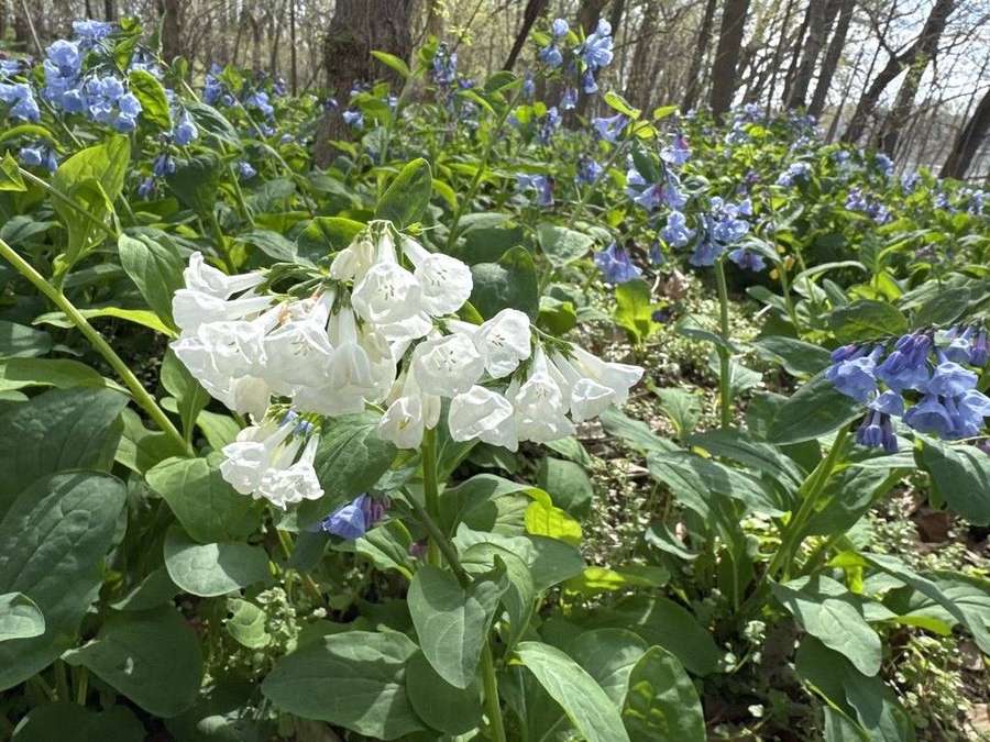 Virginia Bluebells in flower