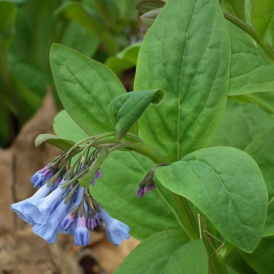 Virginia Bluebells (Mertensia virginica)