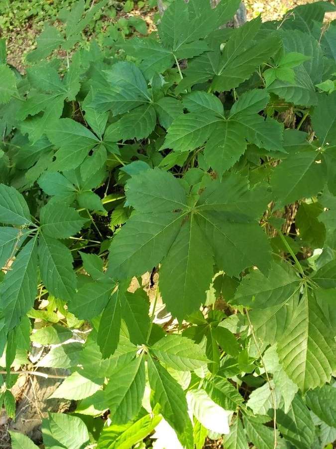 Virginia Creeper in flower