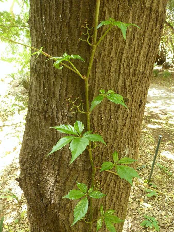 Virginia Creeper (Parthenocissus quinquefolia)
