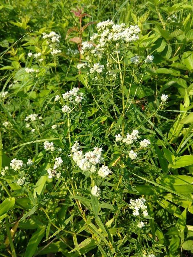 Virginia Mountain Mint in flower