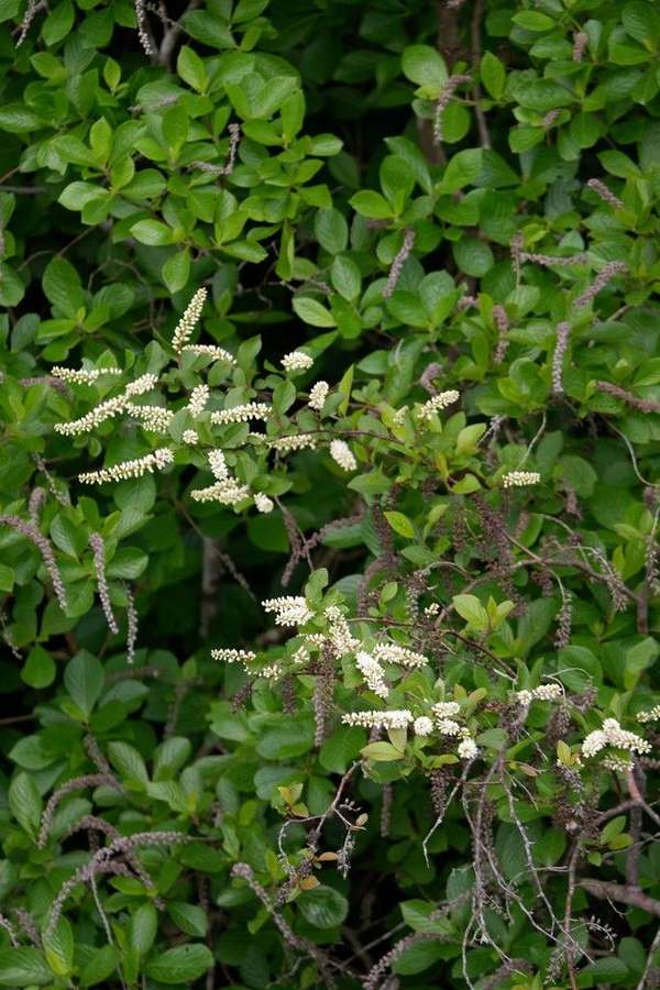 Virginia Sweetspire in flower