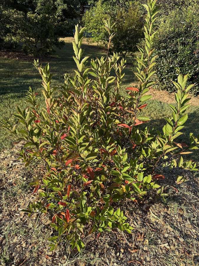 Virginia Sweetspire (Itea virginica)