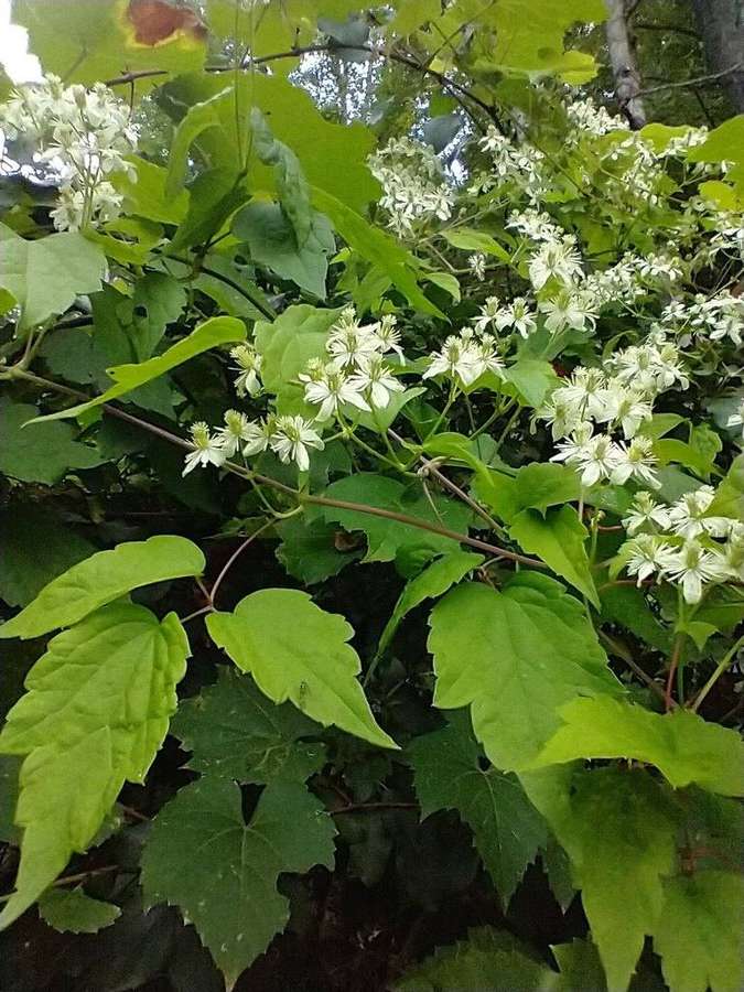 Virgin's Bower in flower