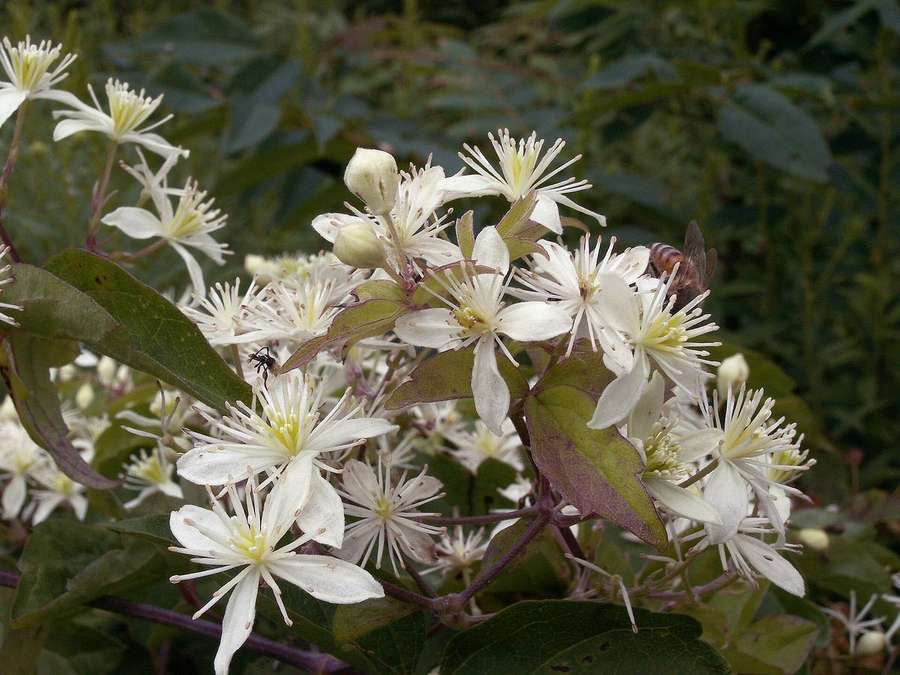 Virgin's Bower (Clematis virginiana)