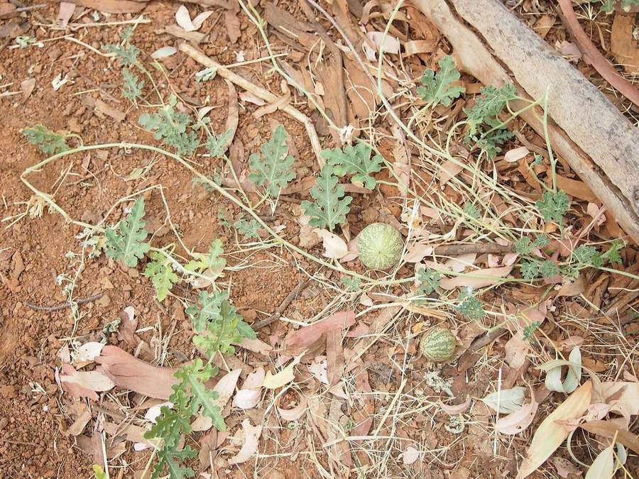 Watermelon (Citrullus lanatus)