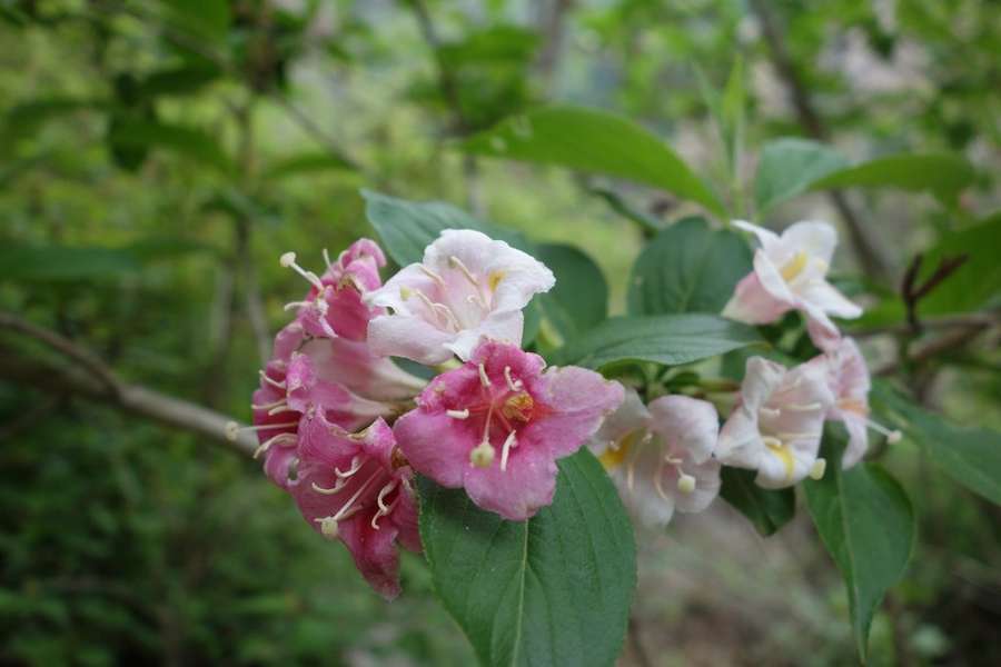 Weigela in flower
