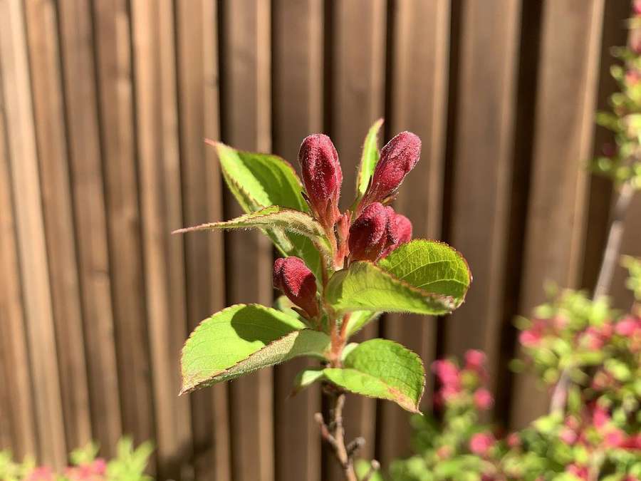 Weigela (Weigela florida)