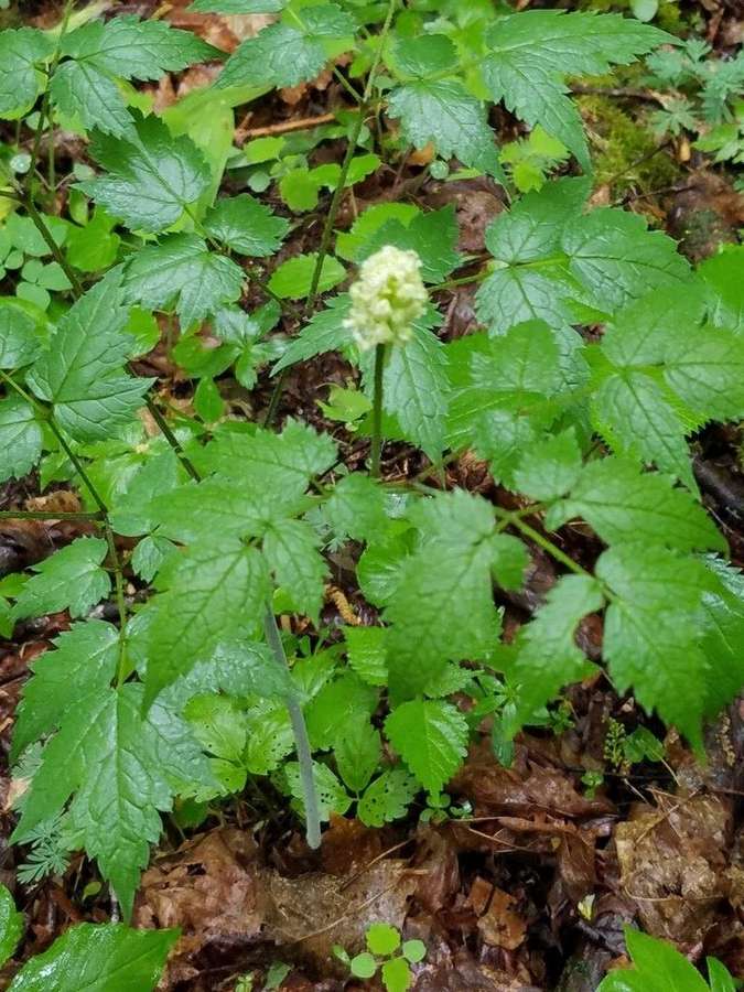White Baneberry (Actaea pachypoda)