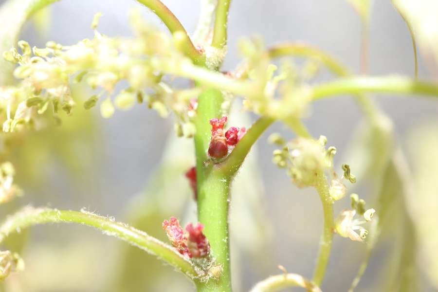 White Oak in flower