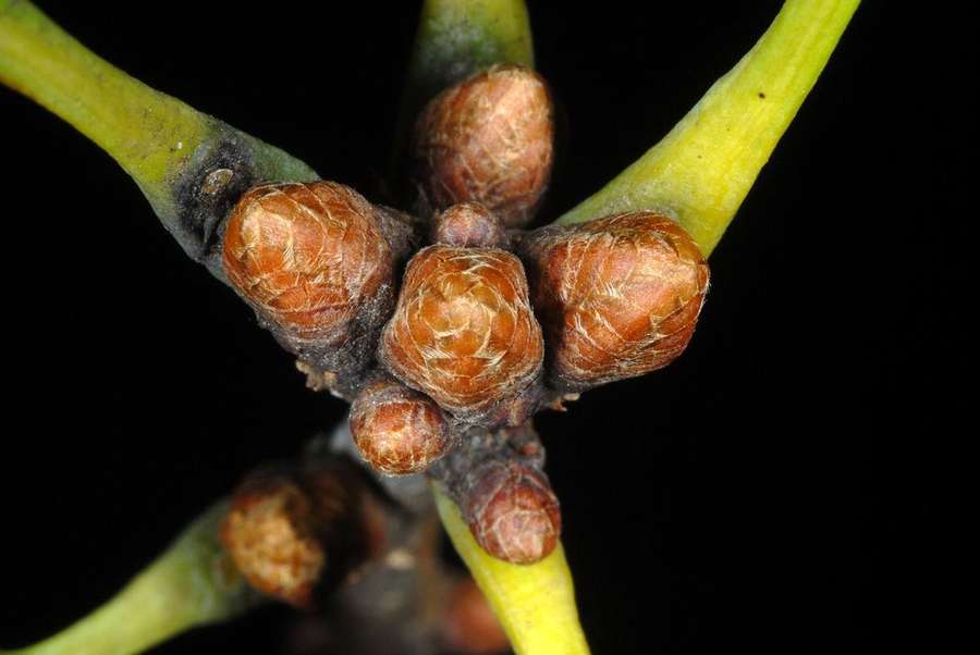 White Oak (Quercus alba)
