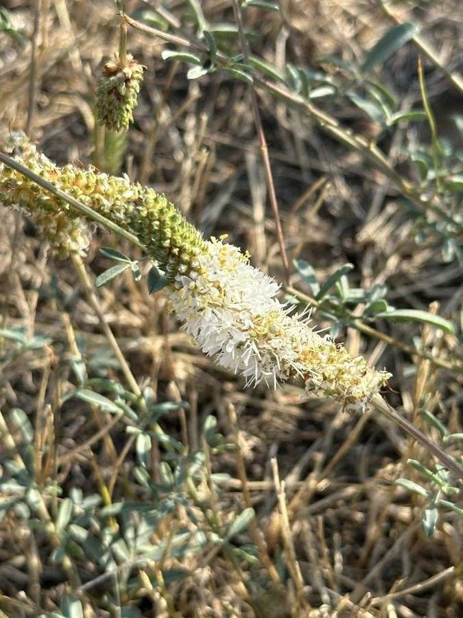 White Prairie Clover (Dalea candida)