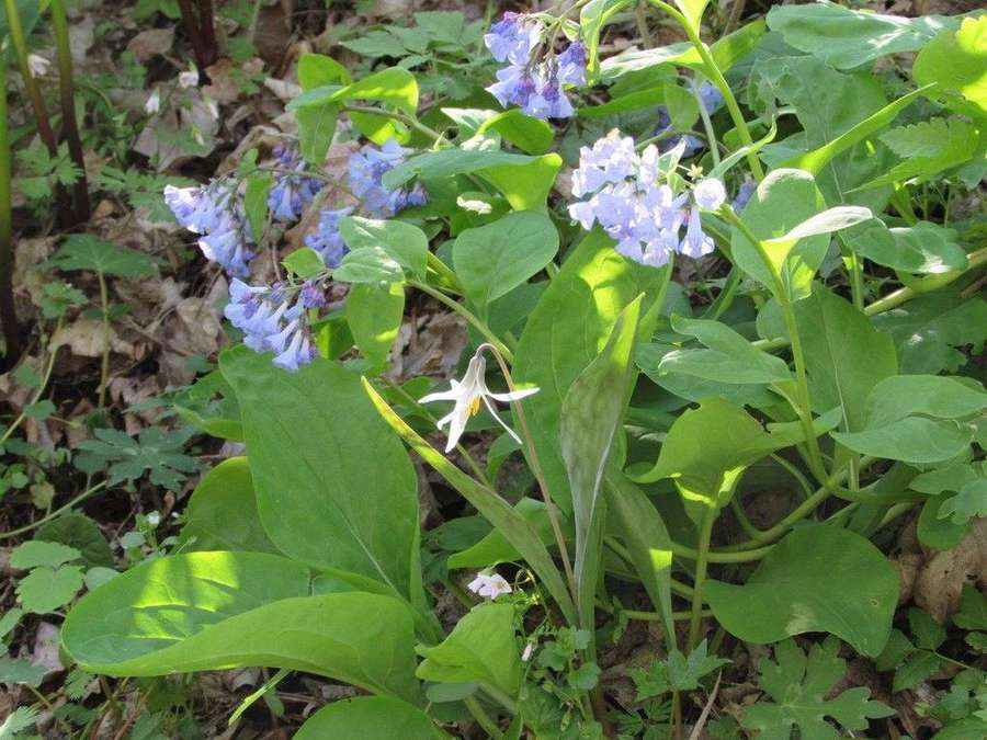 White Trout Lily in flower