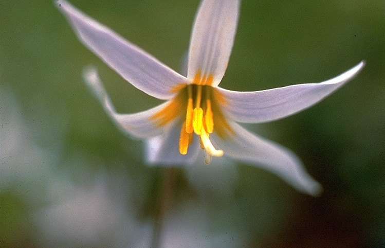 White Trout Lily (Erythronium albidum)