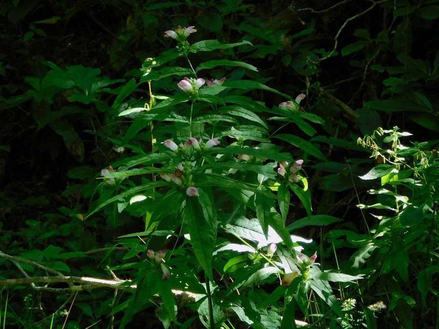 White Turtlehead in flower