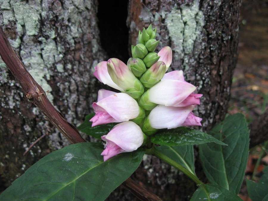 White Turtlehead (Chelone glabra)
