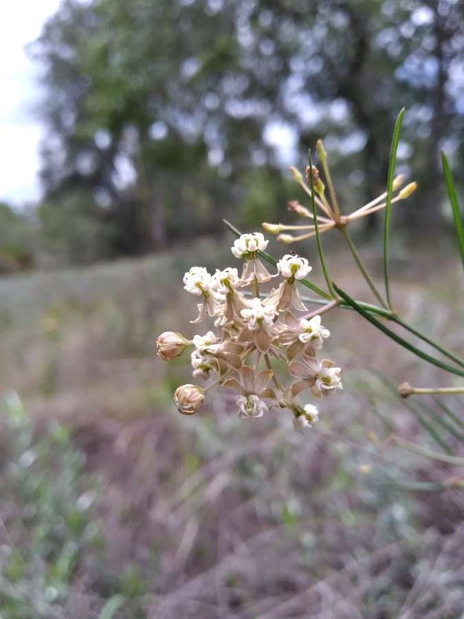 Whorled Milkweed (Asclepias verticillata)