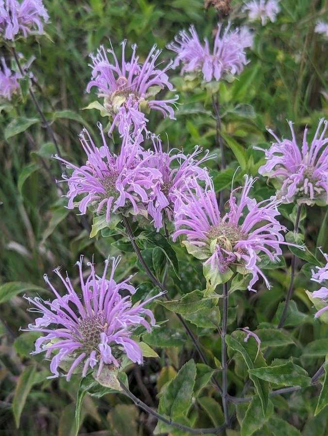 Wild Bergamot (Monarda fistulosa)