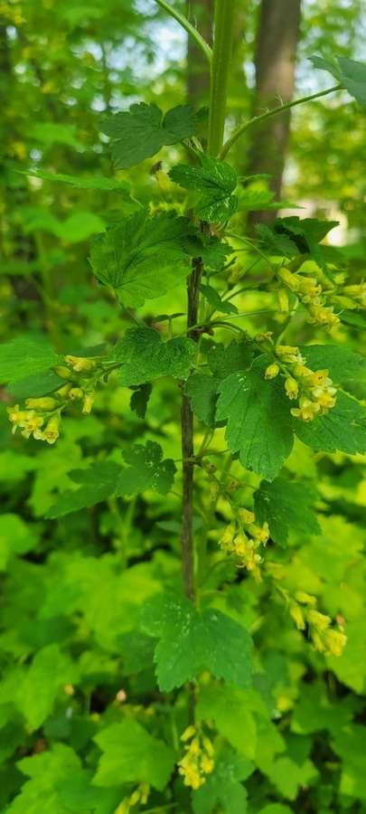 Wild Black Currant in flower