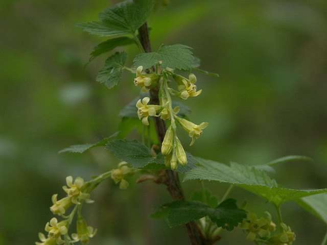 Wild Black Currant (Ribes americanum)