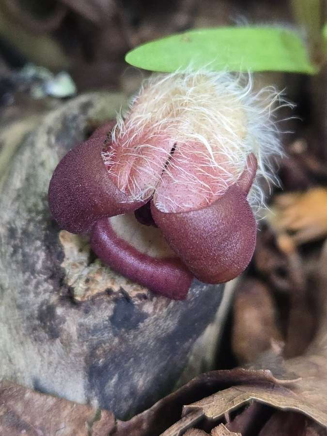Wild Ginger in flower