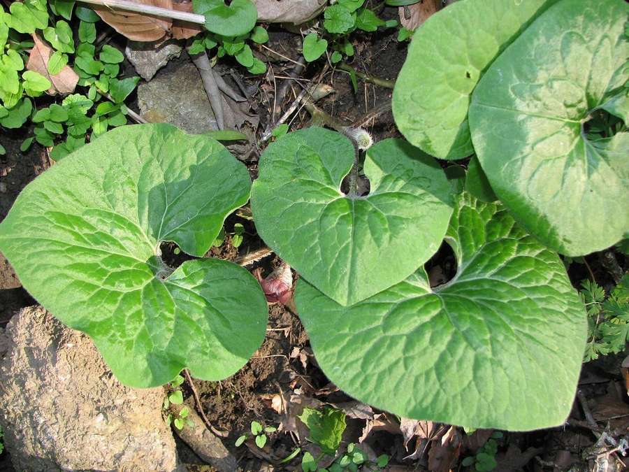 Wild Ginger (Asarum canadense)