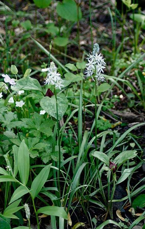Wild Hyacinth in flower