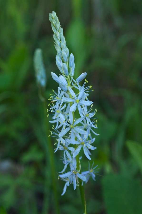 Wild Hyacinth (Camassia scilloides)