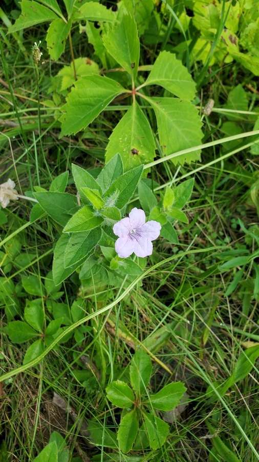 Wild Petunia in flower