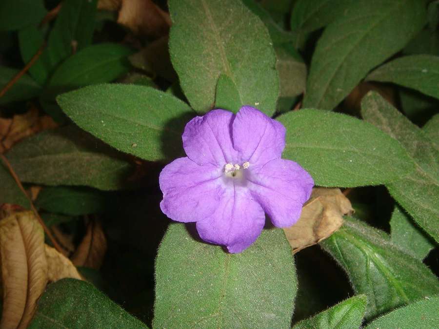 Wild Petunia (Ruellia humilis)