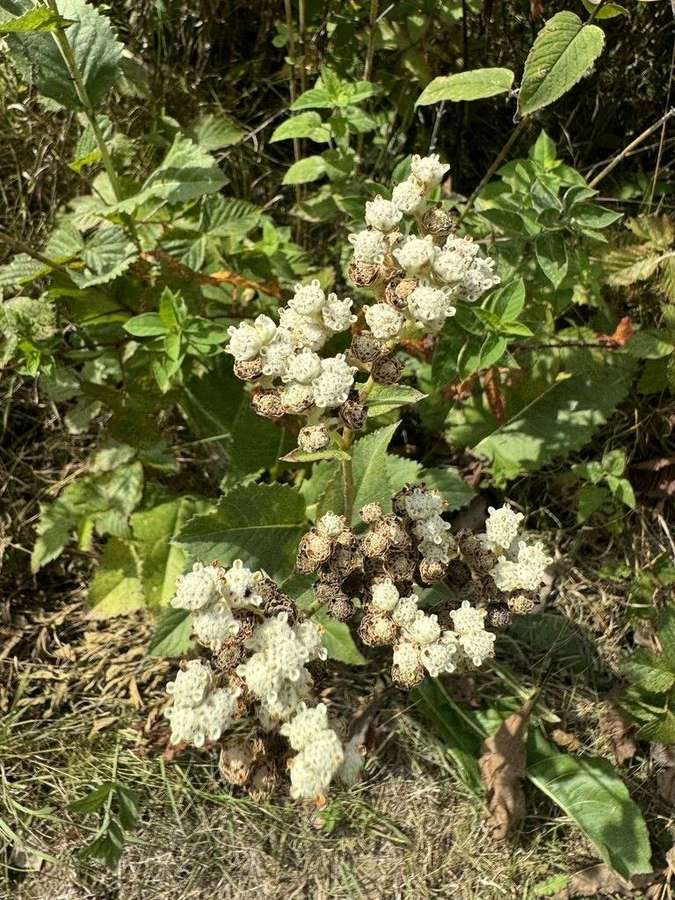 Wild Quinine in flower
