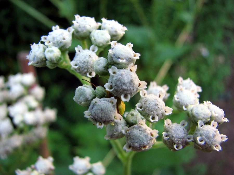 Wild Quinine (Parthenium integrifolium)