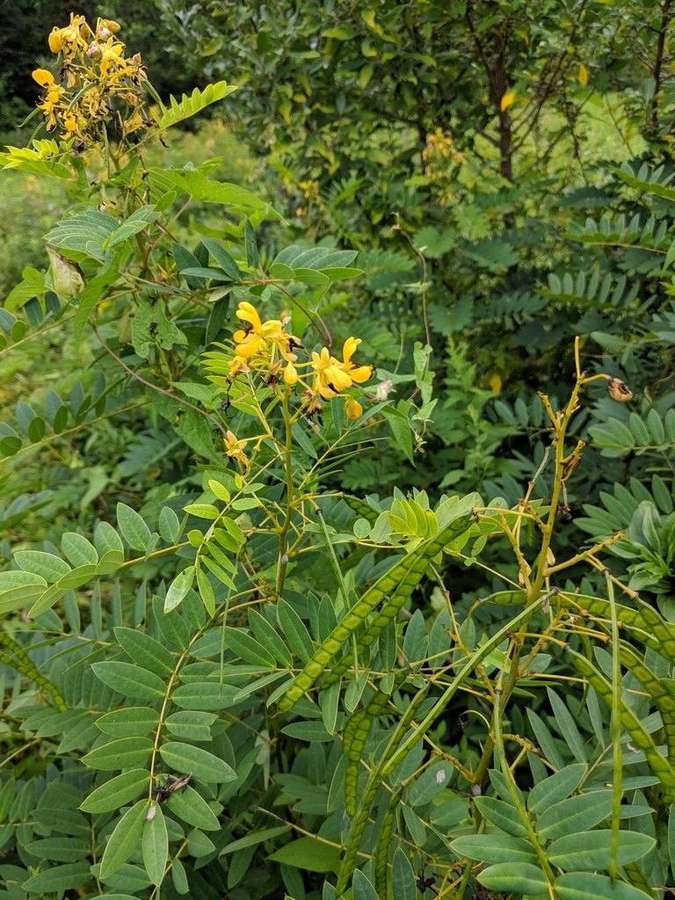 Wild Senna in flower