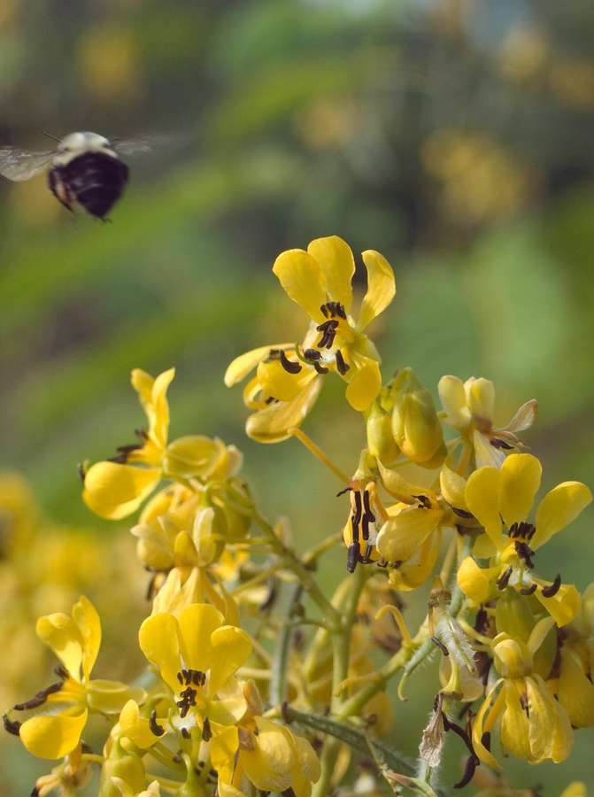 Wild Senna (Senna hebecarpa)