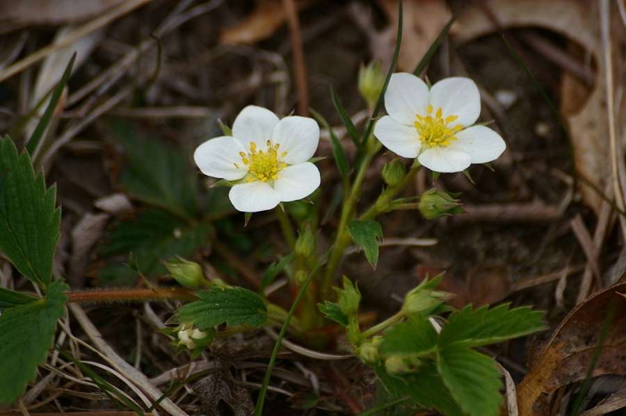 Wild Strawberry in flower