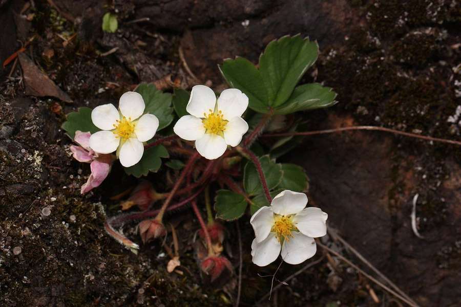 Wild Strawberry (Fragaria virginiana)