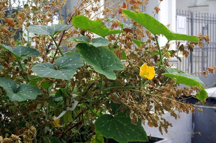 Winter Squash in flower
