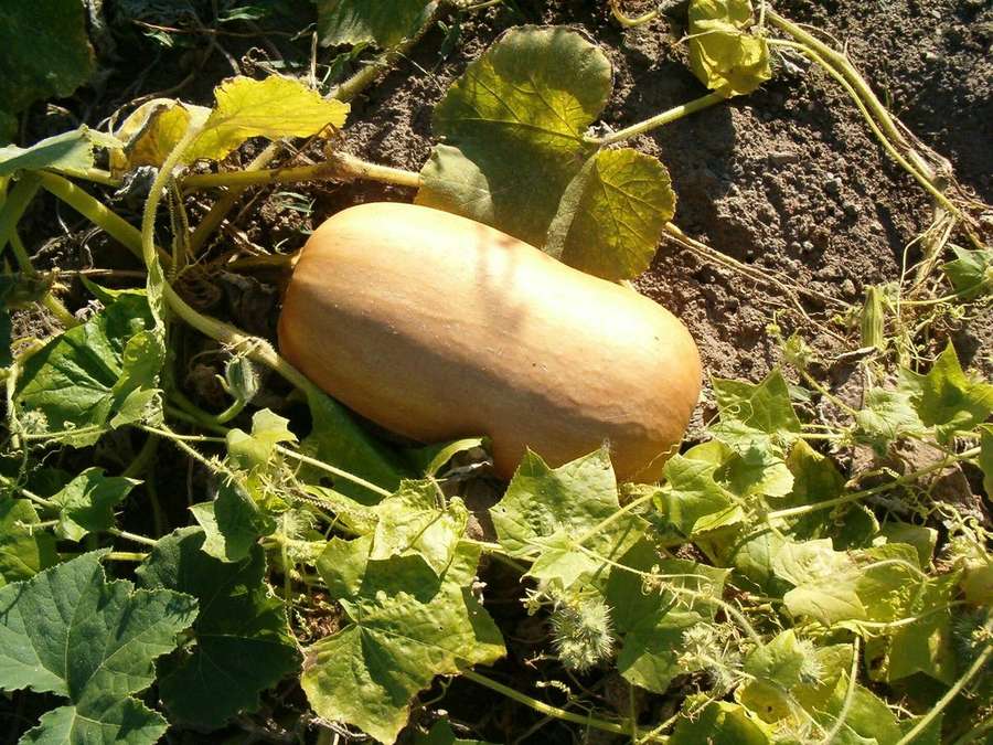 Winter Squash (Cucurbita moschata)